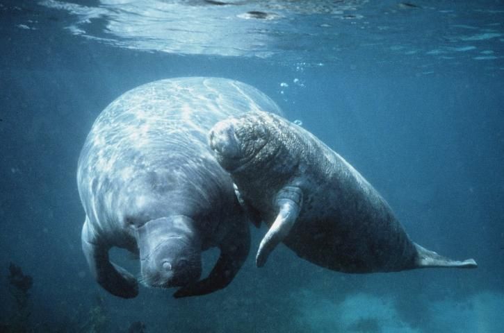 In November, manatees migrate to warmer coastal waters, such as Crystal River on the west coast of Florida.
