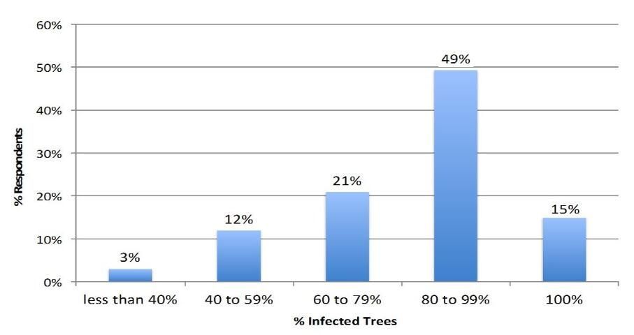 close up of several citrus leaves with mottled yellowing indicative of citrus greening