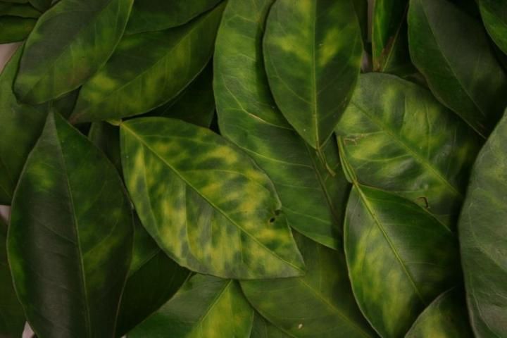 close up of several citrus leaves with mottled yellowing indicative of citrus greening