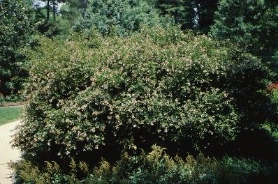 Figure 1. Full Form, Natural—Abelia x grandiflora: glossy abelia.