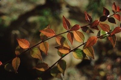 Figure 3. Leaf—Abelia x grandiflora: glossy abelia.