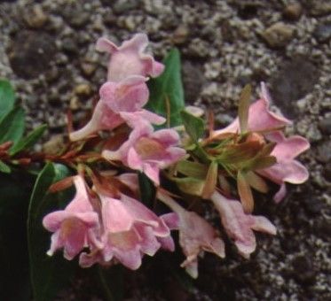Figure 2. Flower - Abelia x grandiflora 'Edward Goucher' - 'Edward Goucher' glossy abelia.