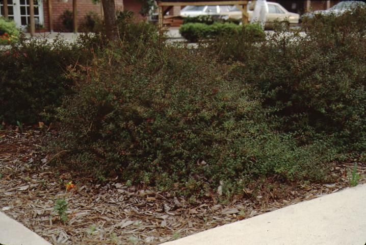 Figure 1. Full Form - Abelia x grandiflora 'Sherwoodii': Sherwoodii Glossy Abelia