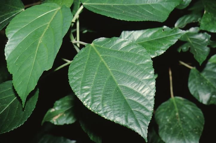 Figure 2. Leaf - Acalypha hispida: Chenille Plant.