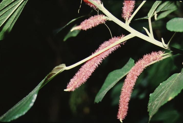 Figure 3. Flower - Acalypha hispida: Chenille Plant.