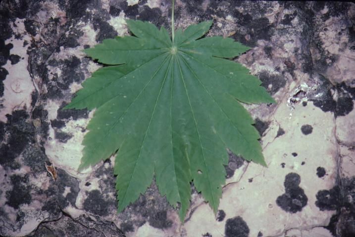 Figure 3. Leaf—Acer japonicum 'Vitifolium': 'Vitifolium' fullmoon maple.