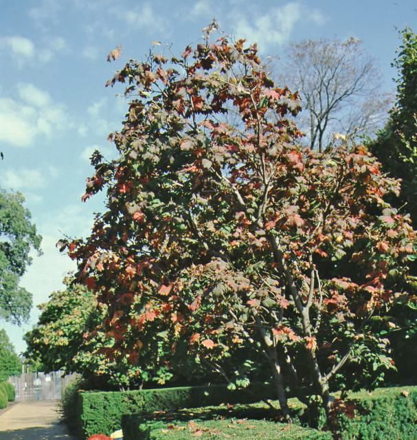 Figure 2. Full form, fall color—Acer japonicum 'Vitifolium': 'Vitifolium' fullmoon maple.