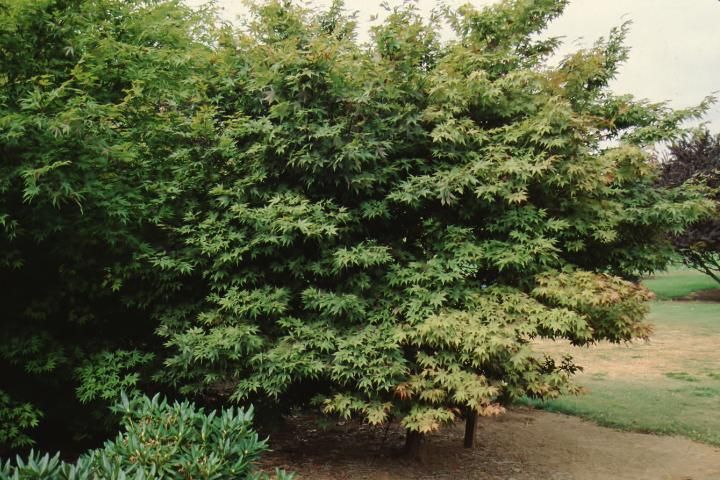 Figure 1. Full form—Acer palmatum 'Bloodgood': bloodgood Japanese maple.