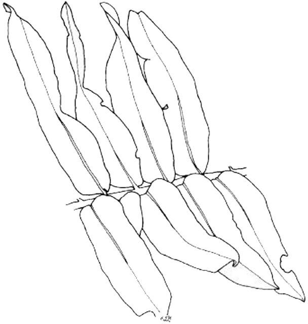 Figure 1. Leather fern.