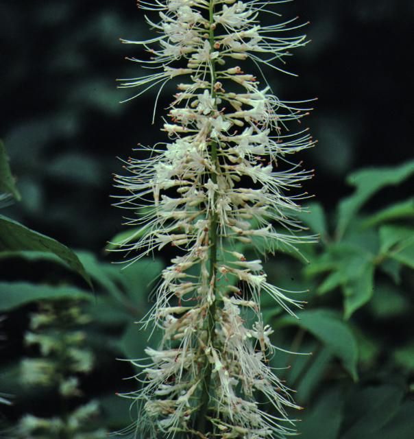 Figure 4. Flower—Aesculus parviflora: bottlebrush buckeye.