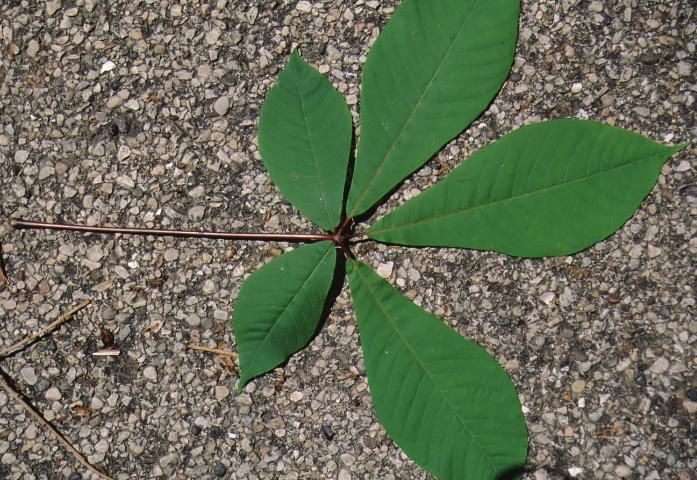 Figure 3. Leaf—Aesculus parviflora: bottlebrush buckeye.
