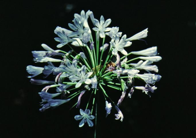 Figure 2. Flower—Agapanthus orientalis: agapanthus, African lily, lily of the Nile.