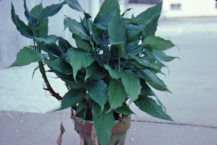 Figure 1. Full form—Aglaonema modestum: Chinese evergreen.