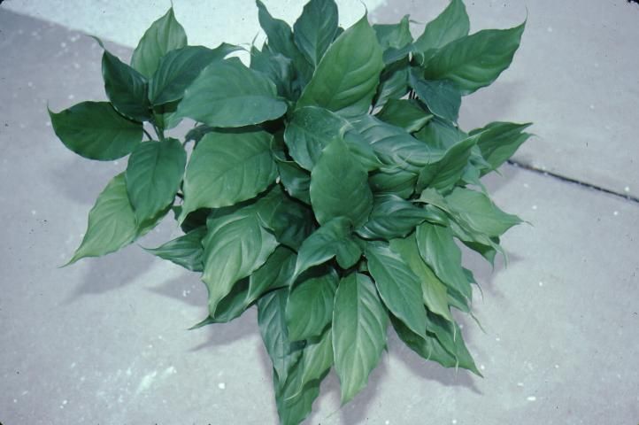 Figure 2. Leaf—Aglaonema modestum: Chinese evergreen.