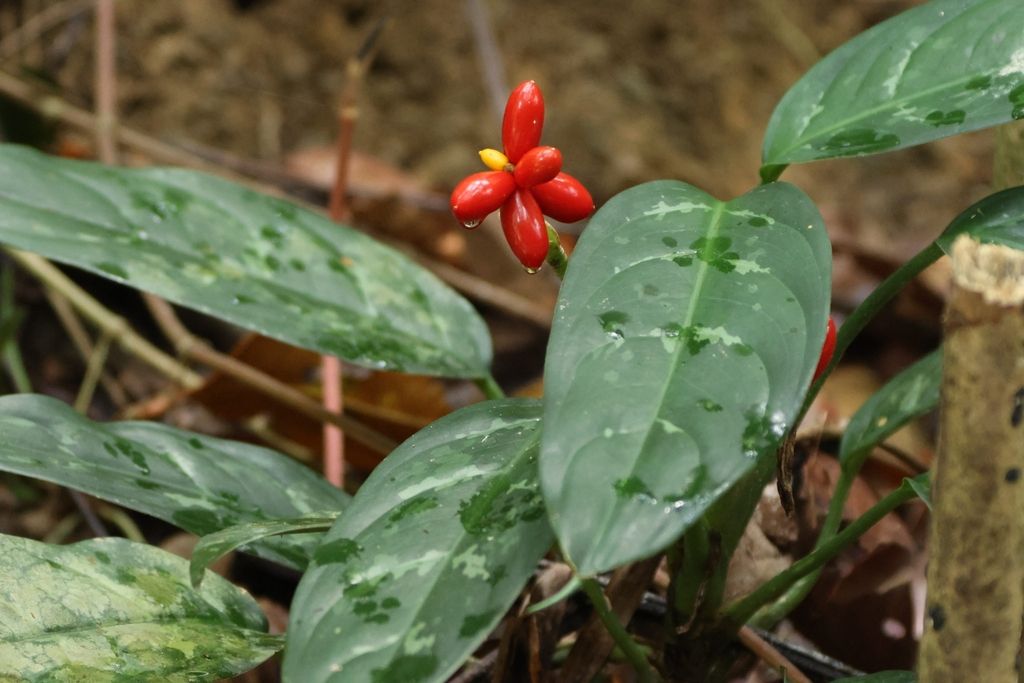 Image of a red flower with green foliage.