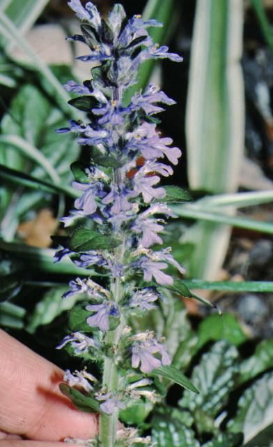 Figure 3. Flower—Ajuga reptans: common bugle, bugleweed, carpet bugleweed.