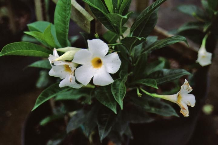 Figure 2. Flower—Allamanda bolivinensis: bolivian allamanda.