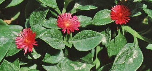 Figure 3. Flower—Aptenia cordifolia: baby sunrose.