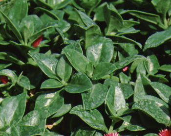 Figure 2. Leaf—Aptenia cordifolia: baby sunrose.