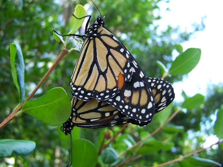Monarch butterflies mating. 
