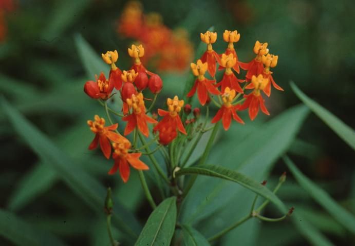Flower—Asclepias curassavica: butterfly weed, milkweed, silkweed.
