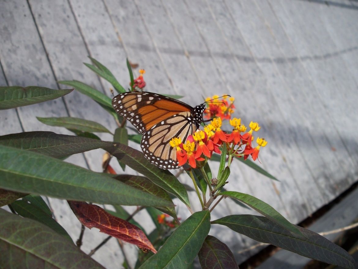 A Monarch Butterfly nectaring from a Tropical milkweed plant. 