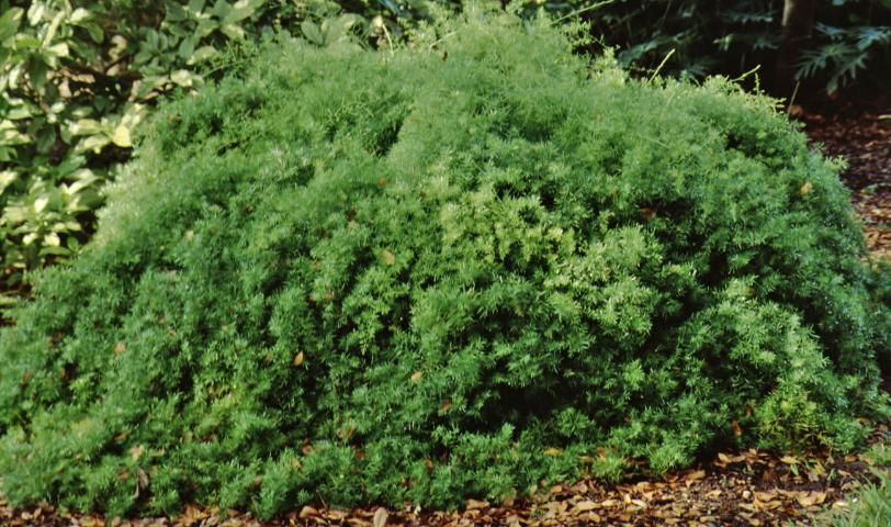 Figure 1. Full form—Asparagus densiflorus: 'Sprengeri' Sprengeri asparagus fern.