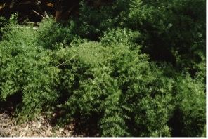 Leaf—Asparagus densiflorus 'Sprengeri': Sprengeri asparagus fern.