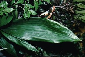 Leaf - Aspidistra elatior: cast iron plant