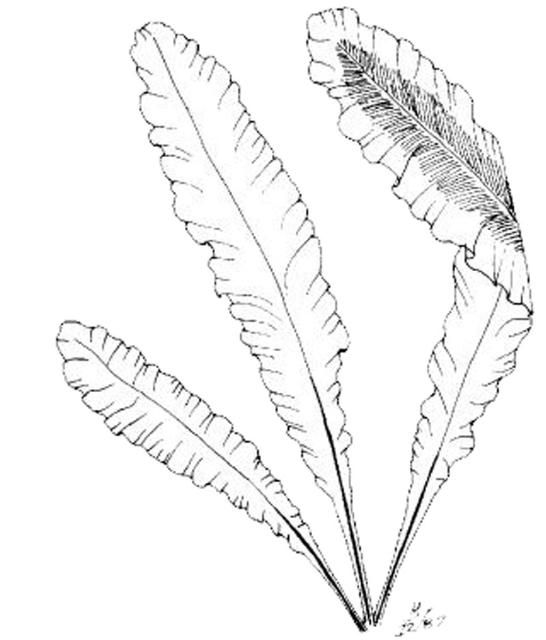 Figure 1. Bird's nest fern