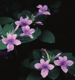 Flower - Barleria cristata: Crested Philippine Violet