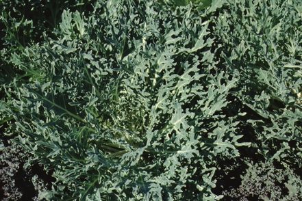Leaf - Brassica oleracea ‘White Peacock’ White Peacock Flowering Kale