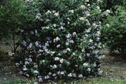 Full Form - Brunfelsia grandiflora: Yesterday, Today, and Tomorrow