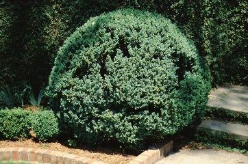 Full Form, Manicured - Buxus sempervirens: Common Boxwood