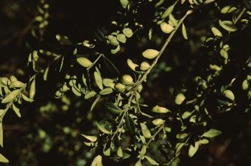 Leaf - Buxus sempervirens: Common Boxwood