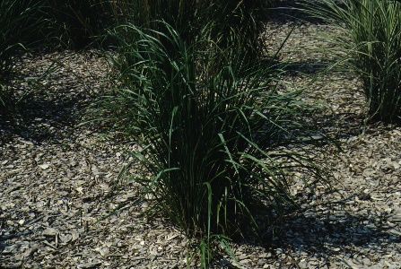 Full Form - Calamagrostis arundinacea: Reed Grass