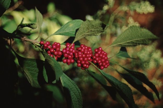Fruit - Callicarpa Americana: American Beautyberry