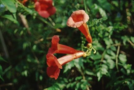 Flower—Campsis radicans: Trumpet Creeper, Trumpet Vine