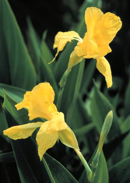 Figure 1. Flower of golden canna.