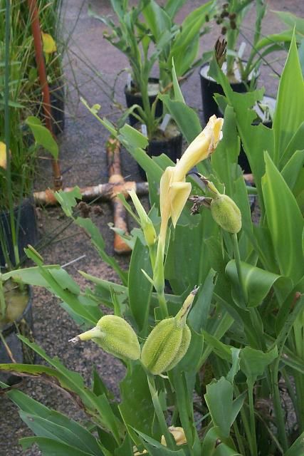 Figure 3. Unripe seed pods of golden canna.