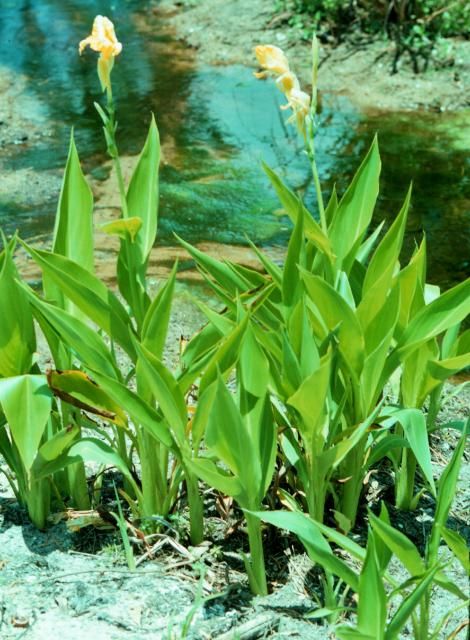 Figure 4. Young golden canna plants in the field.