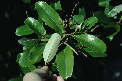 Leaf—Capparis cynophallophora: Jamaican Caper