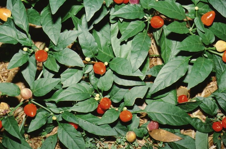 Leaf—Capsicum annuum: Ornamental Pepper