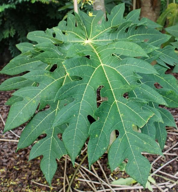 Figure 3. Leaf—Carica papaya: Papaya