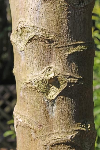 Figure 6. Bark—Carica papaya: Papaya