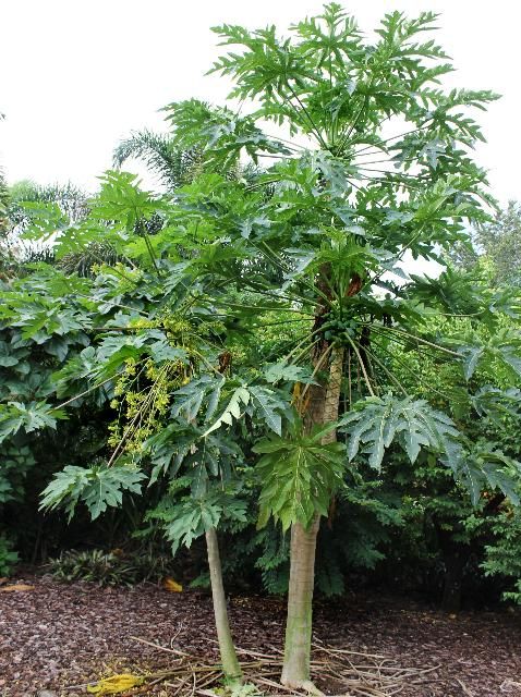 Figure 1. Full Form—Carica papaya: Papaya