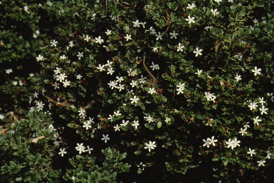 Flower—Carissa grandiflora: Natal Plum, Common Carissa