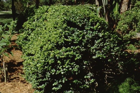 Full Form—Carissa grandiflora: Natal Plum, Common Carissa