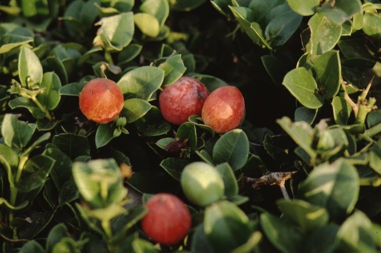 Fruit—Carissa grandiflora: Natal Plum, Common Carissa