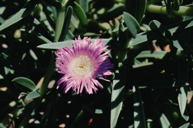 Flower—Carpobrotus edulis: Ice Plant